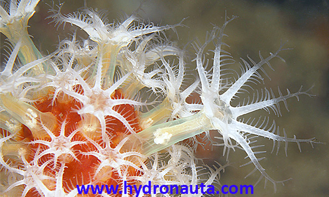 Polipo Alcyonium